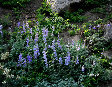 Lupine
